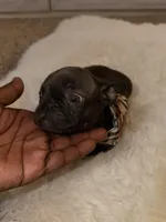 Lola, a female French Bulldog for sale in Los Angeles, CA – Photo 3 of 3