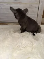 Bruno , a male French Bulldog for sale in Lancaster, CA – Photo 3 of 3