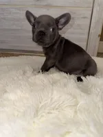 Bruno , a male French Bulldog for sale in Lancaster, CA – Photo 2 of 3