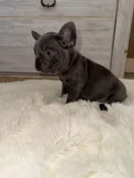 Bruno , a male French Bulldog for sale in Lancaster, CA – Photo 1 of 3