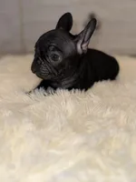 Major , a male French Bulldog for sale in Lancaster, CA – Photo 3 of 4