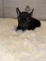 Major , a male French Bulldog for sale in Lancaster, CA – Photo 1 of 4