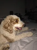 Duke, a male English Goldendoodle for sale in Bloomington, IN – 2 of 5