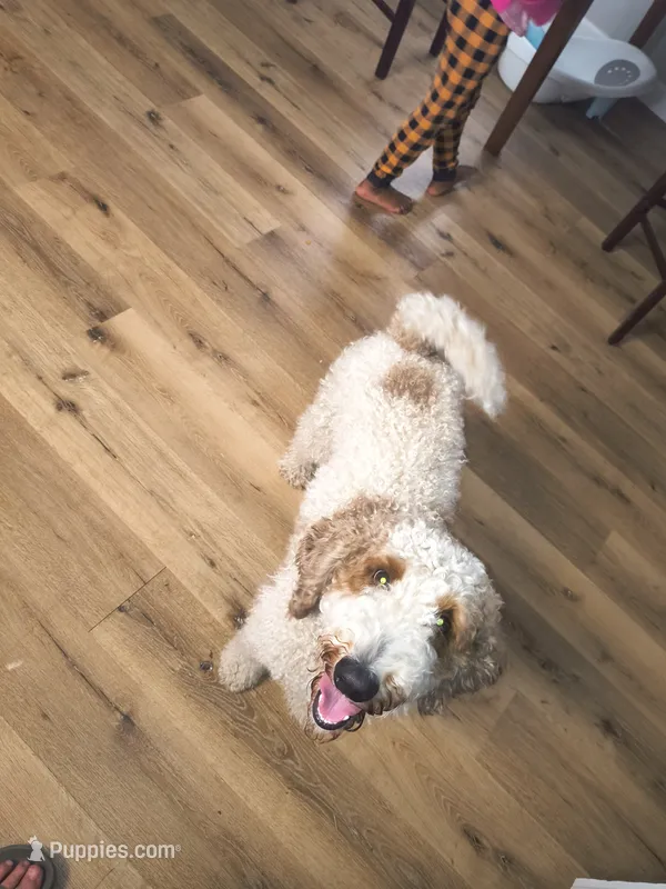 Duke – English Goldendoodle puppy for sale in Bloomington, IN