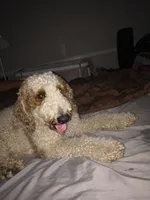 Duke, a male English Goldendoodle for sale in Bloomington, IN – 3 of 5