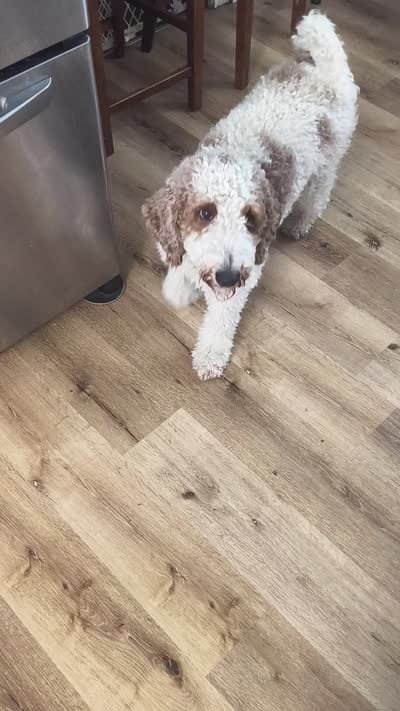 Duke, a male English Goldendoodle for sale in Bloomington, IN – 5 of 5