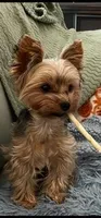 Candy's girl, a female Yorkshire Terrier for sale in Raleigh, NC – Photo 4 of 5