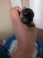 Candy's girl, a female Yorkshire Terrier for sale in Raleigh, NC – Photo 3 of 5