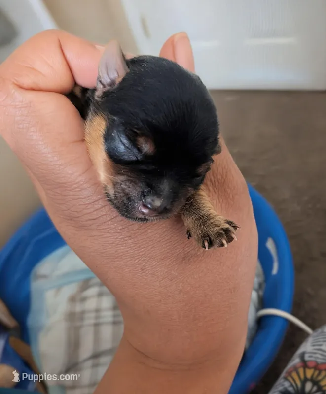 Candy's girl – Yorkshire Terrier puppy for sale in Raleigh, NC