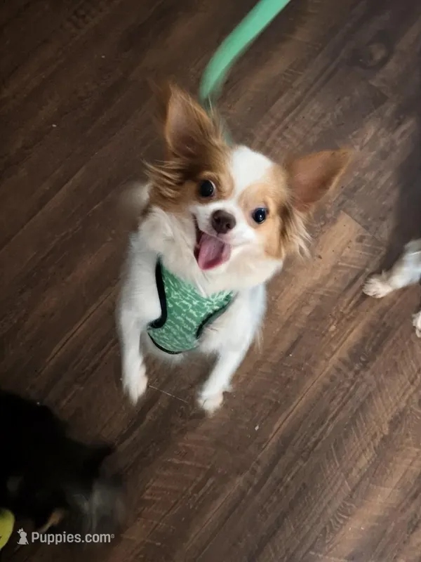 Princess  – Chihuahua puppy for sale in Raleigh, NC