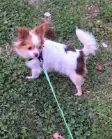 Princess , a female Chihuahua for sale in Raleigh, NC – Photo 2 of 3