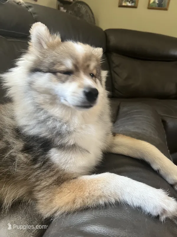 Beau (Tater tot) – Alaskan Klee Kai puppy for sale in Springfield, MO