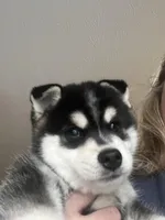 Jackson, a male Alaskan Klee Kai for sale in Springfield, MO – Photo 3 of 4