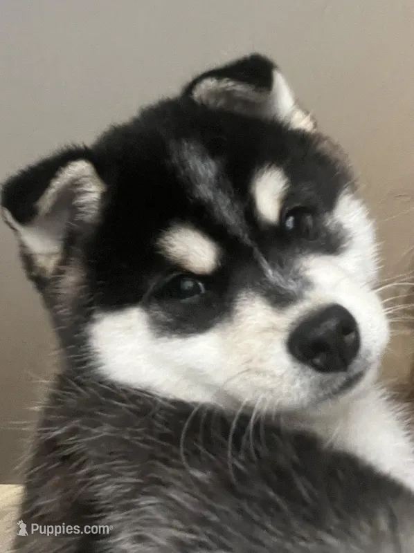 Jackson – Alaskan Klee Kai puppy for sale in Springfield, MO
