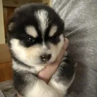 Jackson, a male Alaskan Klee Kai for sale in Springfield, MO – Photo 4 of 4