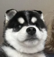 Jackson, a male Alaskan Klee Kai for sale in Springfield, MO – Photo 2 of 4