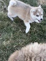 Sassy, a female Alaskan Klee Kai for sale in Springfield, MO – Photo 2 of 4