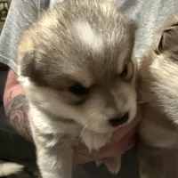Sassy, a female Alaskan Klee Kai for sale in Springfield, MO – Photo 4 of 4