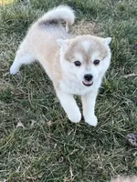 Sassy, a female Alaskan Klee Kai for sale in Springfield, MO – Photo 3 of 4