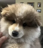 Beau (Tater tot), a male Alaskan Klee Kai for sale in Springfield, MO – Photo 2 of 5