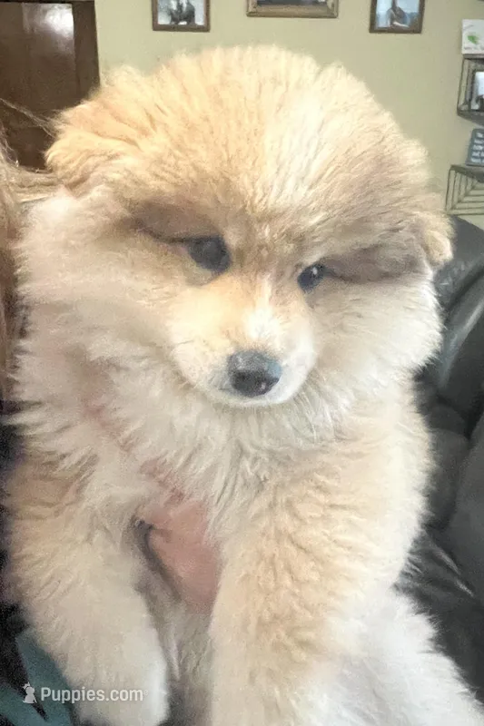 Beau (Tater tot), a male Alaskan Klee Kai for sale in Springfield, MO – Photo 1 of 5