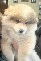 Beau (Tater tot), a male Alaskan Klee Kai for sale in Springfield, MO – Photo 1 of 5