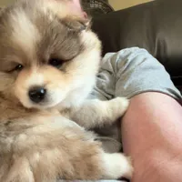 Beau (Tater tot), a male Alaskan Klee Kai for sale in Springfield, MO – Photo 3 of 5