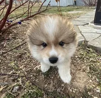 Beau (Tater tot), a male Alaskan Klee Kai for sale in Springfield, MO – Photo 5 of 5