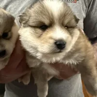 Beau (Tater tot), a male Alaskan Klee Kai for sale in Springfield, MO – Photo 4 of 5