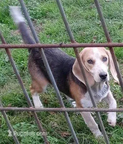 Preacher – Beagle puppy for sale in Cleveland, TX