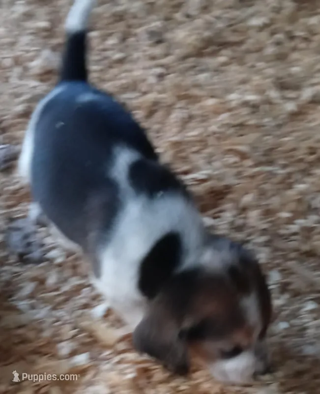 Tri – Beagle puppy for sale in Cleveland, TX