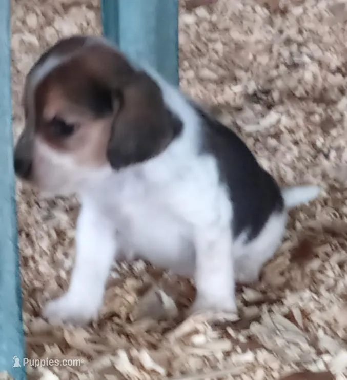 Tri – Beagle puppy for sale in Cleveland, TX