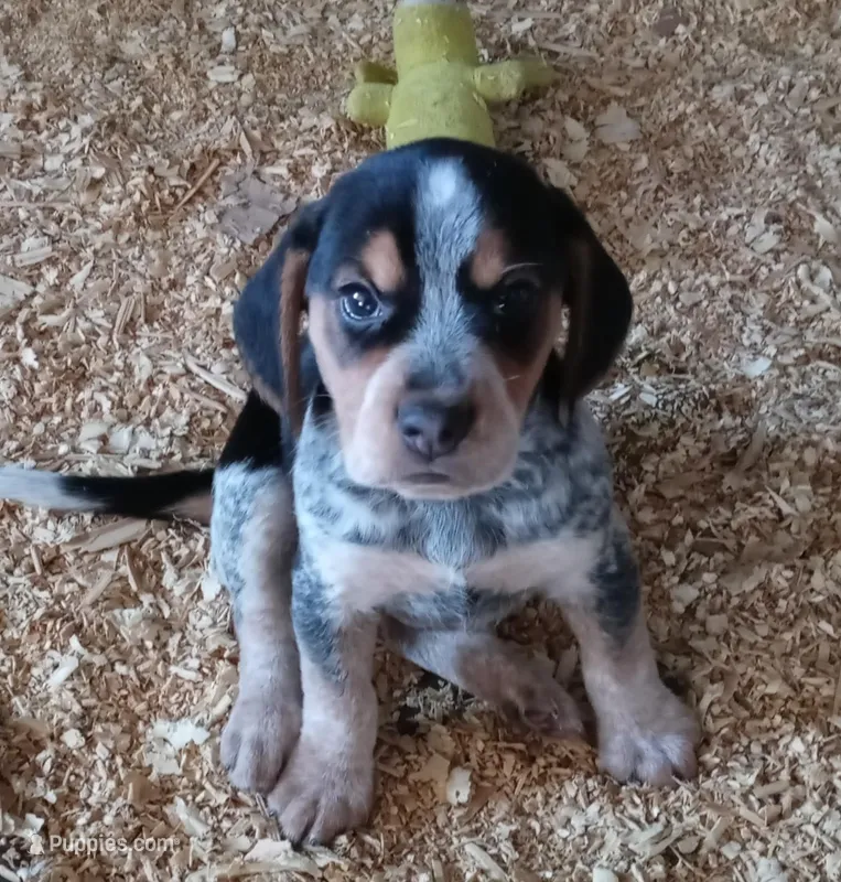 Bluetick – Beagle puppy for sale in Cleveland, TX