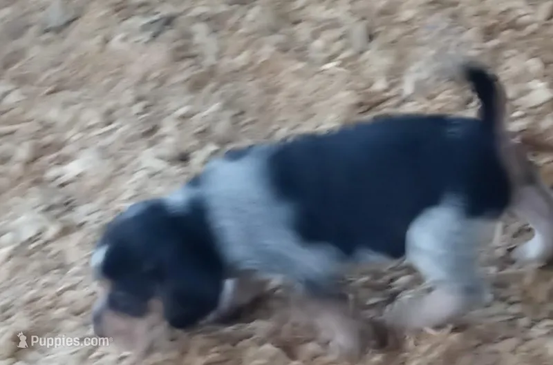 Bluetick – Beagle puppy for sale in Cleveland, TX
