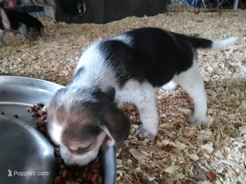Blue – Beagle puppy for sale in Cleveland, TX