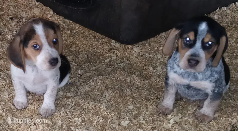 Blue – Beagle puppy for sale in Cleveland, TX