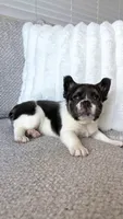 Vaquita , a male French Bulldog for sale in Sacramento, CA – 3 of 3