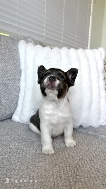 Vaquita  – French Bulldog puppy for sale in Sacramento, CA