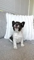 Vaquita , a male French Bulldog for sale in Sacramento, CA – 1 of 3