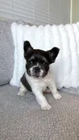 Vaquita , a male French Bulldog for sale in Sacramento, CA – 2 of 3