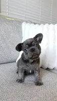 Blue , a male French Bulldog for sale in Sacramento, CA – 2 of 3