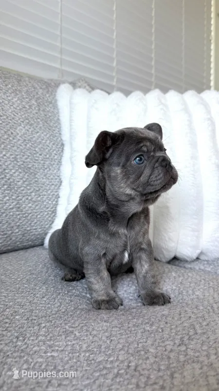 Blue  – French Bulldog puppy for sale in Sacramento, CA