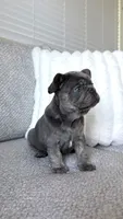 Blue , a male French Bulldog for sale in Sacramento, CA – 1 of 3