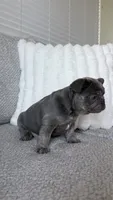 Blue , a male French Bulldog for sale in Sacramento, CA – 3 of 3