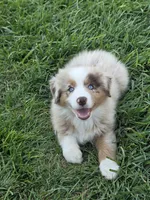 ASDR STUNNING red merle female, a female Australian Shepherd for sale in Flagler, CO – 2 of 5