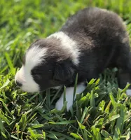 Echo blk tri male, a male Miniature Australian Shepherd for sale in Seibert, CO – 3 of 7