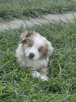 ASDR Boy red merle red merle blue eyes, a male Australian Shepherd and Miniature Australian Shepherd for sale in Flagler, CO – 4 of 4