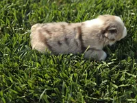 ROMEO RED MERLE ASDR, a male Australian Shepherd for sale in Seibert, CO – 7 of 7