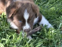 Rtm ASDR, a male Miniature Australian Shepherd for sale in Seibert, CO – 5 of 10