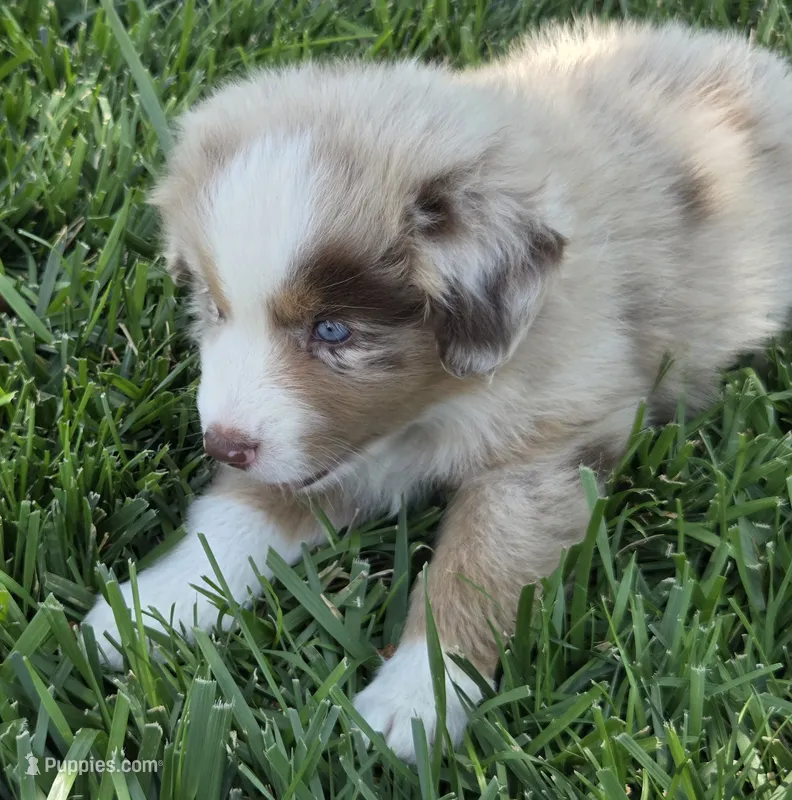 Rmf asdr blue eyes – Australian Shepherd, Miniature Australian Shepherd puppy for sale in Seibert, CO
